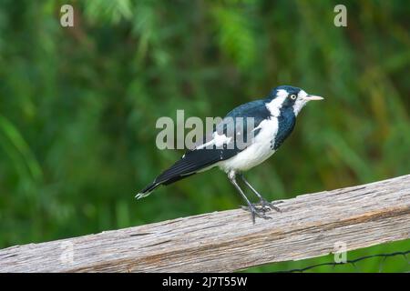 Weibliche Elchlerche Grallina cyanoleuca, alias Peewee. Stockfoto