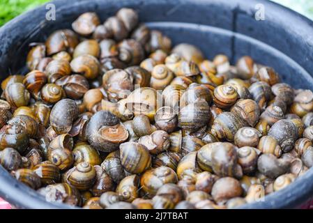 Apfelschnecke Süßwasser Schnecke Fluss aus Naturfeld für Lebensmittel gekocht Thai lokale Küche, Pila ampullacea Schalentiere Stockfoto