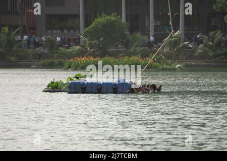 Colombo, Sri Lanka.9.. Mai 2022. Wütete regierungsfeindliche Demonstranten stießen Dutzende von Menschen in den flachen Beira-See in der Nähe der Tempelbäume. Stockfoto