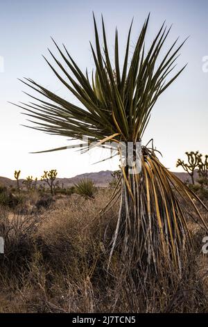 Ein Mojave Yucca nach Sonnenuntergang im Joshua Tree National Park. Stockfoto