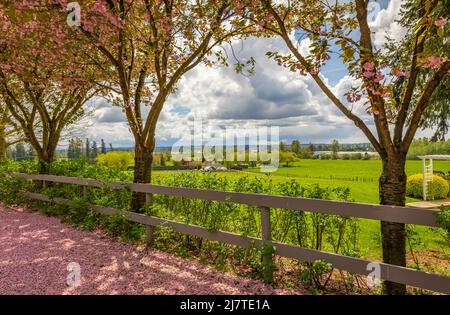 Malerischer Blick im Frühling auf einen Street Garden Path, gesäumt von wunderschönen Kirschbäumen in Blossom. Straßenfoto, Niemand, selektiver Fokus Stockfoto
