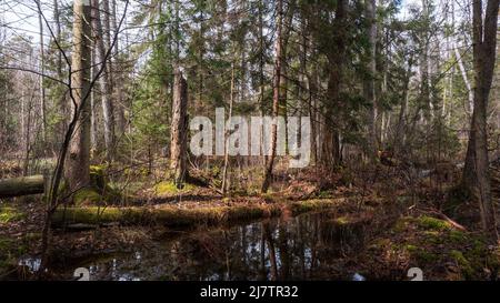 Swapy Waldstand mit gebrochenen Bäumen und stehenden Wasser um, Bialowieza Wald, Polen, Europa Stockfoto