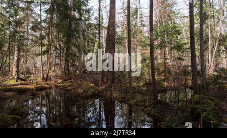 Swapy Waldstand mit gebrochenen Bäumen und stehenden Wasser um, Bialowieza Wald, Polen, Europa Stockfoto