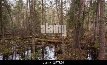 Swapy Waldstand mit gebrochenen Bäumen und stehenden Wasser um, Bialowieza Wald, Polen, Europa Stockfoto