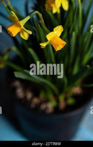 Gelbe Narzisse blühen in Blüte auf einer grünen Pflanze auf einem winzigen schwarzen Topf Stockfoto