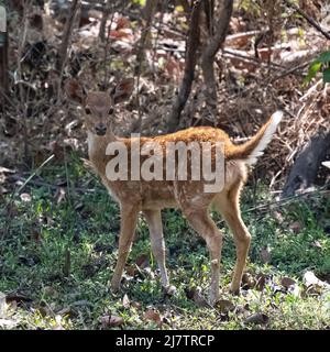 Gefleckte Hirsche, die im Wald in Indien stehen, ein junges Tier Stockfoto