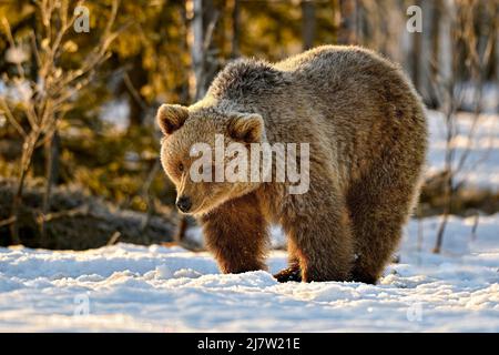 Bären sind nach dem Winterschlaf aufgewacht, während sie das erste Morgenlicht genossen haben. Stockfoto