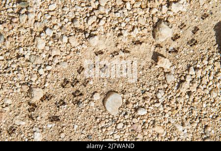 Mehrere Ameisen folgen einem Ameisenweg zwischen Sand und Steinen Stockfoto