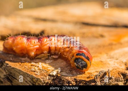 Große Ziegenmotten-Raupe auf einem Weidenbaum-Stamm in der Sonne Stockfoto