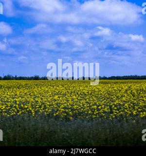 Michael Bunel / Le Pictorium - die Farben der Ukraine - 10/05/2014 - Ukraine / Donbass / Odessa - auf dem Weg zwischen Odessa und Donezk. Blue Fi Stockfoto