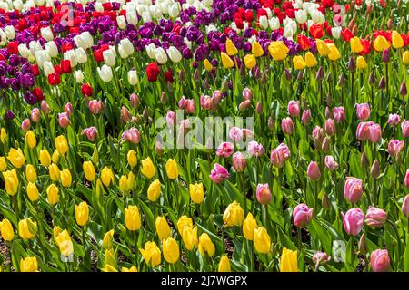 Im Skagit Valley im Bundesstaat Washington während der Frühjahrssaison gibt es im Skagit Valley im Bundesstaat Washington lebendige Tulpen in verschiedenen Farben Stockfoto