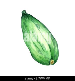 Grüne Squash Aquarell-Illustration auf weiß. Grünes Gemüse, ganze Zucchini, Kürbis, Zucchini handbemalt für Design-Menü, Verpackung, Ingre Stockfoto