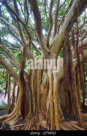 Beeindruckender Ficus Vasta Baum mit vielen Zweigen im Inneren des Jardín Botánico Canario Stockfoto