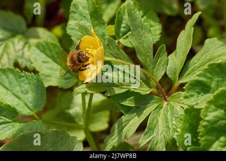 Eine Biene sammelt Pollen von einem Ranunculus acris. Nahaufnahme Stockfoto