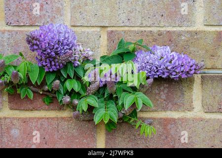 Glyzinie frutescens 'Longwood Purple', amerikanische Glyzinie. Die Blüten öffnen sich im späten Frühjahr Stockfoto