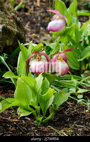 Cypripedium Sabine gx, Lady's Slipper Orchid Sabine gx, Garden Orchid Sabine gx, Hardy Lady's Slipper Sabine gx. Rot geädert, cremefarbene Blüten Stockfoto