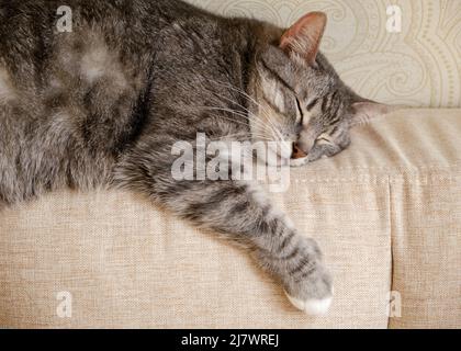Eine große graue tabby Katze schläft auf einem beigen Sofa. Ein Haustier schläft mit geschlossenen Augen auf dem Bett Stockfoto