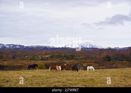 Wildpferde grasen in der Nähe des Mývatn-Sees, Nordisland Stockfoto