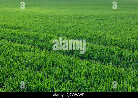 Frisches, saftiges und grünes Grasfeld im Frühjahr. Schöner Hintergrund, Wiese. Speicherplatz kopieren Stockfoto