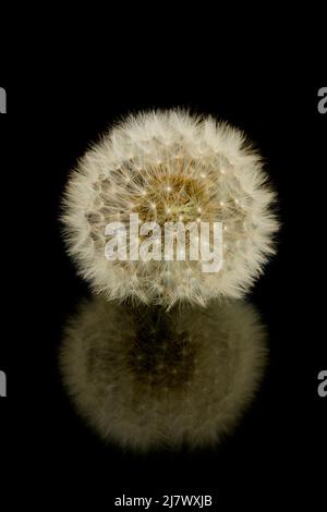 Weißer Dandelion auf schwarzem Hintergrund mit Spiegelung Stockfoto