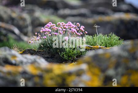 Vault Beach 290422 Stockfoto