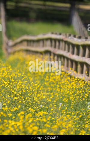 Nahaufnahme der Butterblumen, die im Frühjahr auf einem britischen Landfeld wachsen, mit einem Holzzaun, der die Felder trennt. Stockfoto