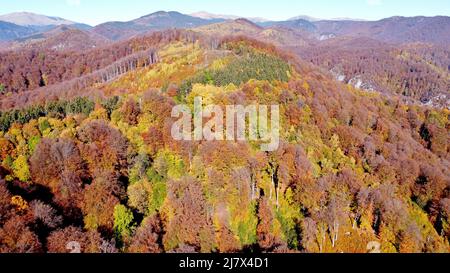 Berggipfel in Wäldern bedeckt, in Herbstfarben gemalt, in den Karpaten, Rumänien Stockfoto