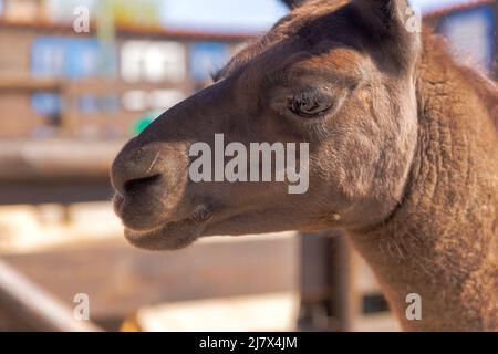 lama-Porträt. Extreme Nahaufnahme und Detail. Stockfoto