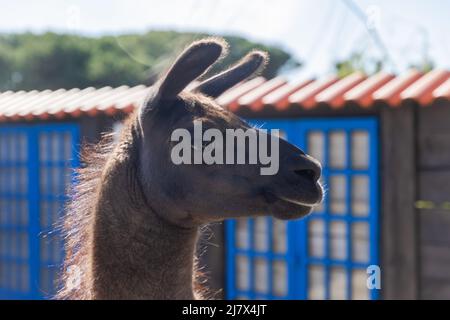 lama-Porträt. Extreme Nahaufnahme und Detail. Stockfoto