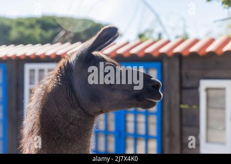 lama-Porträt. Extreme Nahaufnahme und Detail. Stockfoto