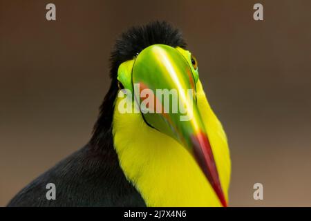 Kielschnabel-Toucan (Ramphastos sulfuratus)-Kopfschuss mit dem farbenfrohen Schnabel, Kolumbien Stockfoto