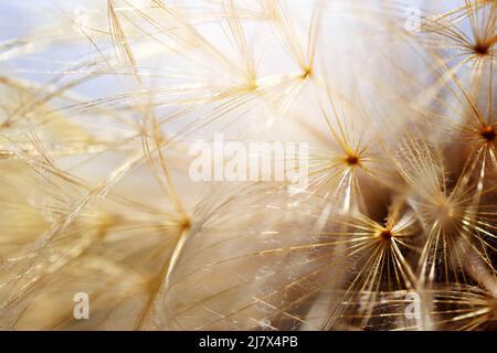 Abstrakter Hintergrund aus einer Eselblume. Makro-Nahaufnahme des Ausgangssaals. Weichfokus. Vintage-Style. Stockfoto