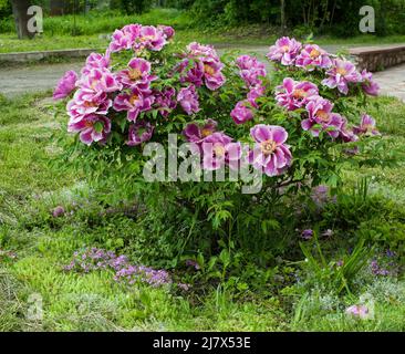 Rosafarbene Pfingstrose Pfingstrose im Garten Stockfoto