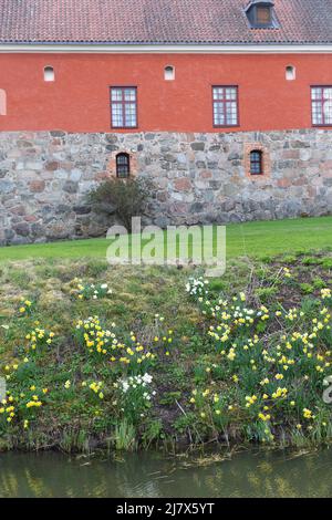 Detail der Burg Gripsholm in Mariefred, Schweden, der Burgmauer und der Narzissen, die am Flussufer wachsen Stockfoto