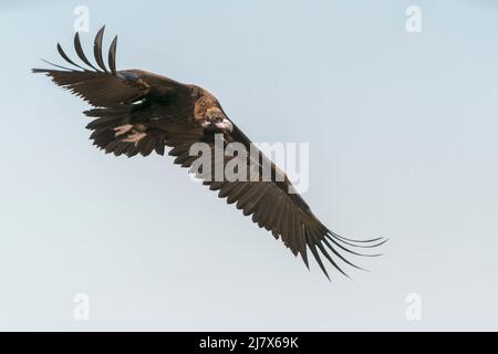 Geier, Aegypius monachus, einzelner Jungvögel im Flug, Ultima Frontiera, Rumänien, 24. April 2022 Stockfoto