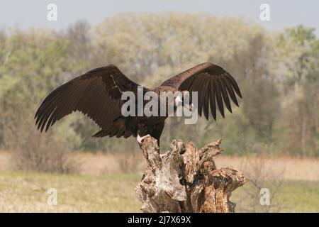 Geier, Aegypius monachus, einzelner Jungvögel, der auf Baumstamm landet, Ultima Frontiera, Rumänien, 24. April 2022 Stockfoto