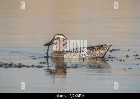 Garganey, Spatula querquedula, alleinerziehend männlich, drake, schwimmend auf dem Wasser, Ultima Frontiera, Rumänien, 24. April 2022 Stockfoto