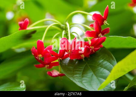 Eine schöne blühende rote Gentleman Blume im Garten Stockfoto