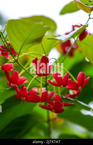 Eine schöne blühende rote Gentleman Blume im Garten Stockfoto