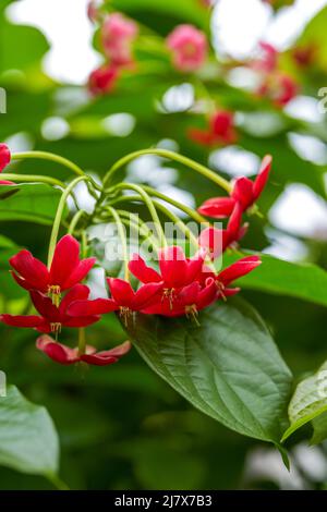 Eine schöne blühende rote Gentleman Blume im Garten Stockfoto