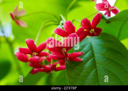 Eine schöne blühende rote Gentleman Blume im Garten Stockfoto