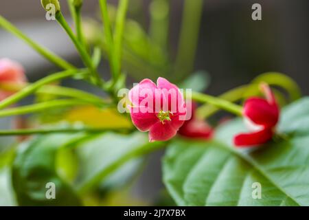 Eine schöne blühende rote Gentleman Blume im Garten Stockfoto