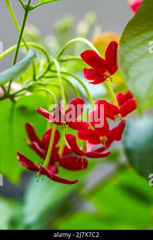 Eine schöne blühende rote Gentleman Blume im Garten Stockfoto