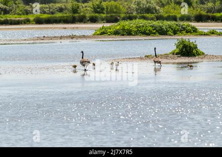 Graugans - Anser anser - und Gänseküken Stockfoto