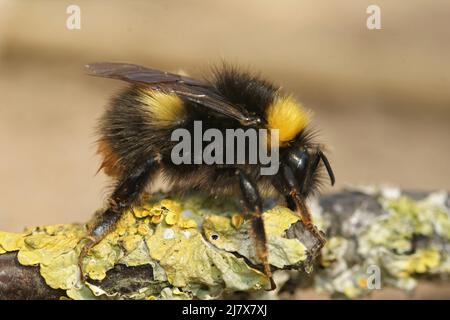 Nahaufnahme einer Königin, frühe Hummel, Bombus pratorum auf einem Stück Holz im Garten sitzend Stockfoto