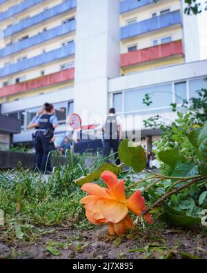 Hanau, Deutschland. 11.. Mai 2022. Eine geschnittene Rose liegt an einem Hochhaus, nachdem Polizeiforensiker die Blumen und Büsche vor dem Gebäude für eine bessere Suche geschnitten haben. Ein totes Mädchen war am Morgen im Gebäude gefunden worden. Vor dem Haus auf der Straße lag ein schwer verletzter Junge, der später starb. Kredit: Frank Rumpenhorst/dpa/Alamy Live Nachrichten Stockfoto