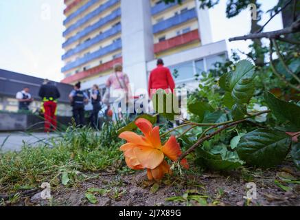 Hanau, Deutschland. 11.. Mai 2022. Eine geschnittene Rose liegt an einem Hochhaus, nachdem Polizeiforensiker die Blumen und Büsche vor dem Gebäude für eine bessere Suche geschnitten haben. Ein totes Mädchen war am Morgen im Gebäude gefunden worden. Vor dem Haus auf der Straße lag ein schwer verletzter Junge, der später starb. Kredit: Frank Rumpenhorst/dpa/Alamy Live Nachrichten Stockfoto