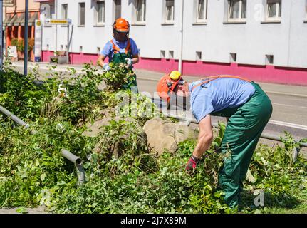 Hanau, Deutschland. 11.. Mai 2022. Mitarbeiter der Polizeiforensikabteilung schnitten die Blumen und Büsche vor einem Hochhaus im Stadtzentrum ab, um die Suche nach Beweisen zu verbessern. Ein totes Mädchen war am Morgen im Gebäude gefunden worden. Vor dem Haus lag ein schwer verletzter Junge auf der Straße, der später starb. Kredit: Frank Rumpenhorst/dpa/Alamy Live Nachrichten Stockfoto