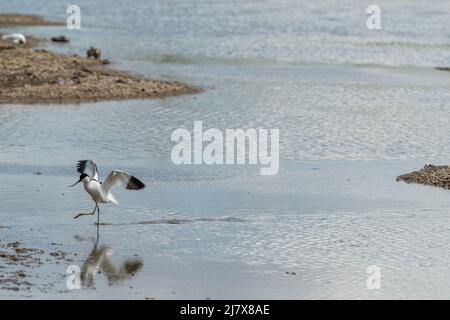 Wilde Avocets. Stockfoto