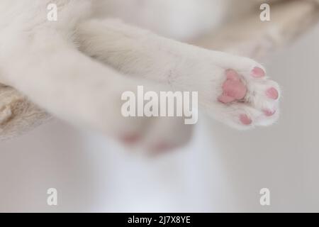 Katze liegt auf Hängeseilbrücke für Katzen, die an der Wand hängen. Nahaufnahme von niedlichen rosa Pfotenbeinen der weißen Katze Stockfoto